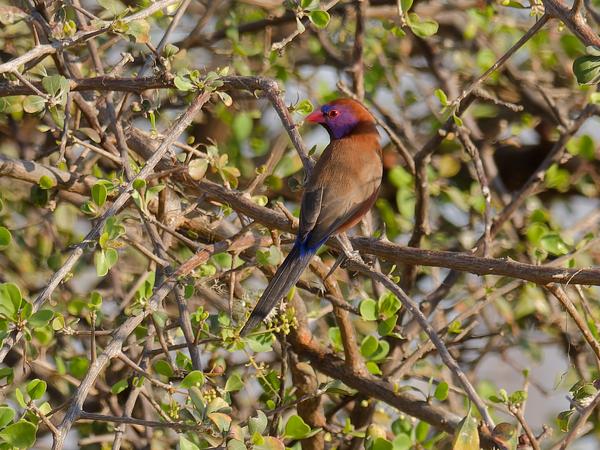 <h3><a href="/trips/safari/biota/animalia/chordata/aves/040 passeriformes/115 estrildidae/uraeginthus granatinus/uraeginthus granatinus-nl.html">Uraeginthus&nbsp;granatinus</a> / Violet‑eared&nbsp;waxbill / Granaatastrild</h3>OM-1 Mark II met OLYMPUS M.300mm F4.0, 1/500 sec  bij F5.0, ISO 200, afstand 16.3&nbsp;m